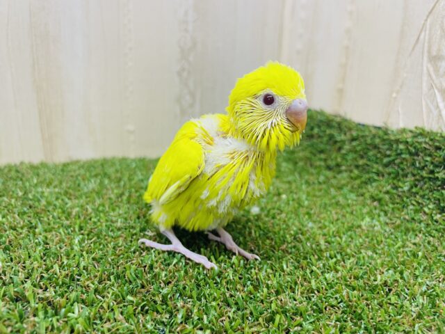 セキセイインコ