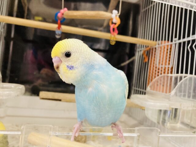 セキセイインコ