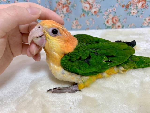 シロハラインコ