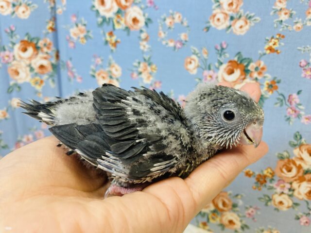 サザナミインコ