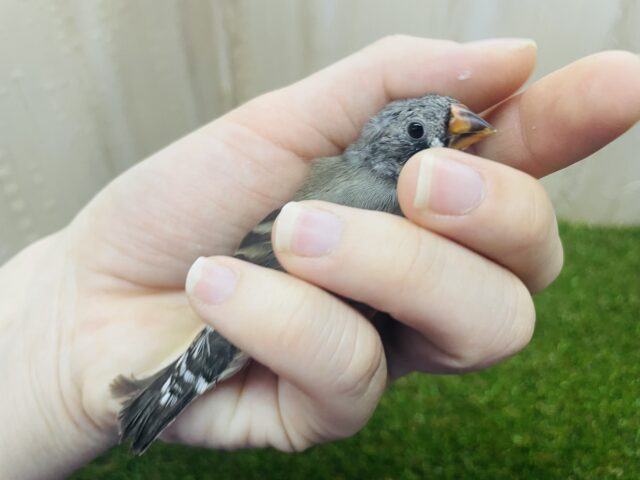 錦花鳥（キンカチョウ）