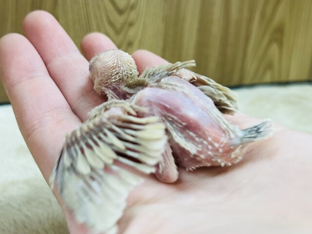 シナモン文鳥