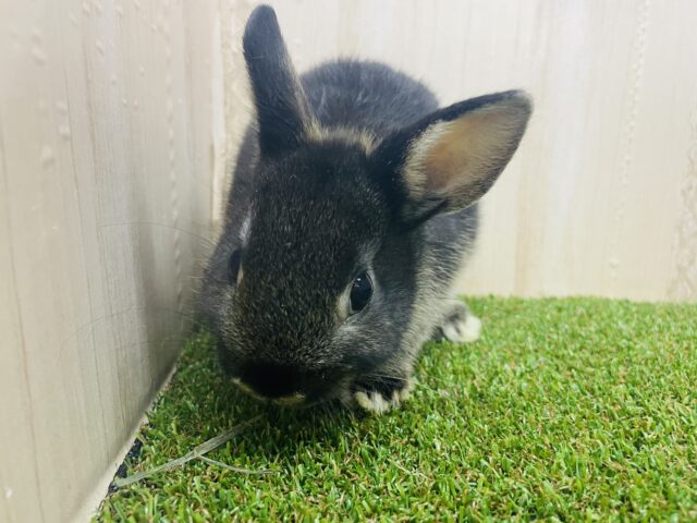 ネザーランドドワーフ