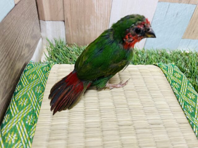 ヒノマルチョウ（日の丸鳥）