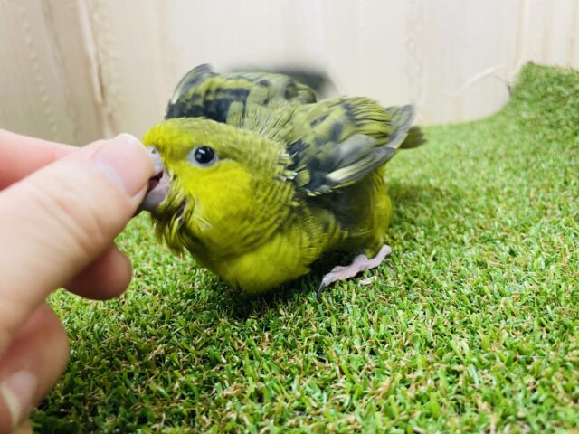 サザナミインコ