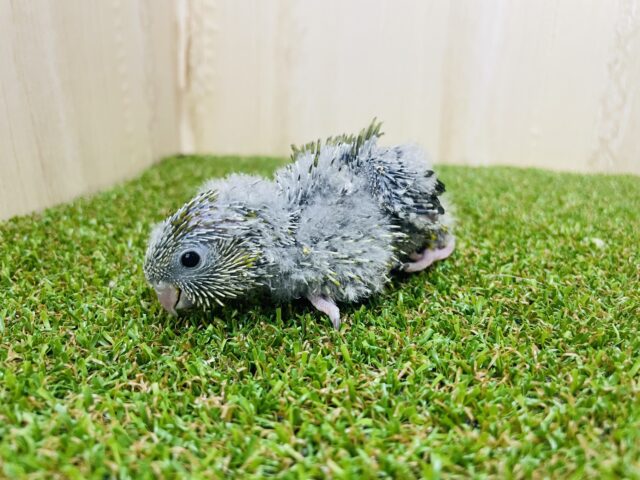 サザナミインコ