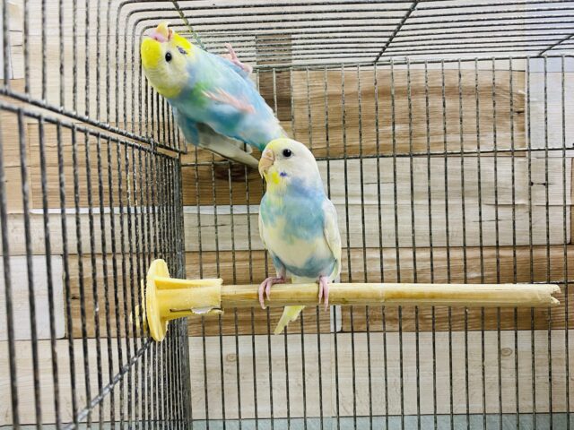 セキセイインコ