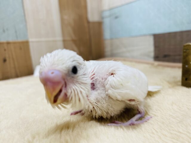 セキセイインコ