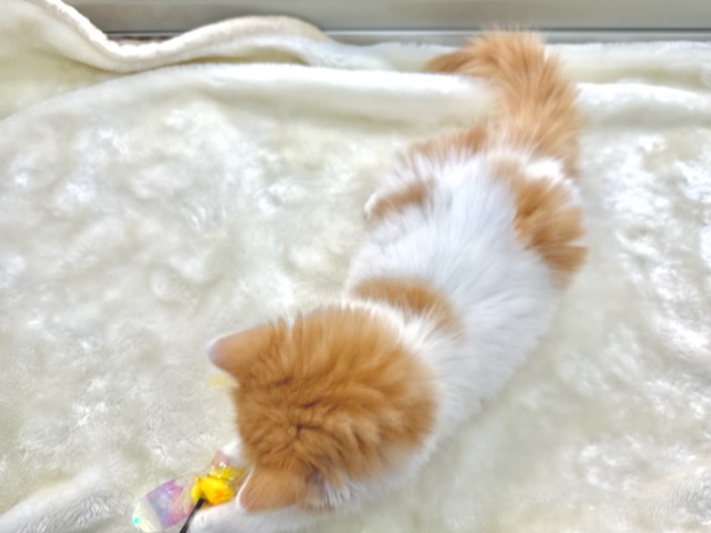 スコティッシュフォールド