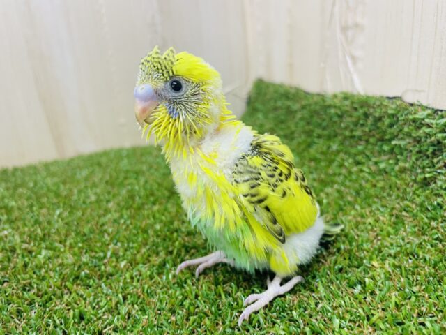 セキセイインコ