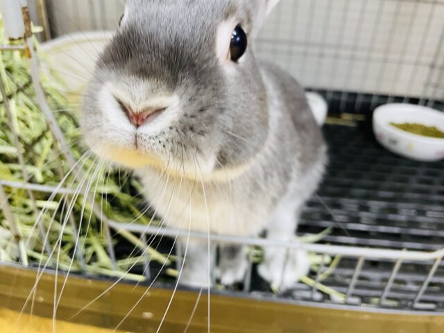 ネザーランドドワーフ