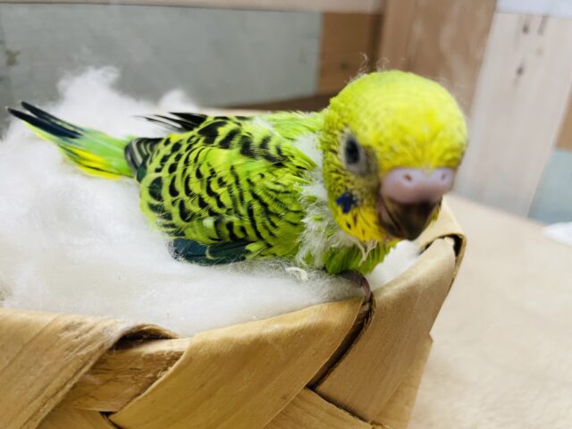 セキセイインコ