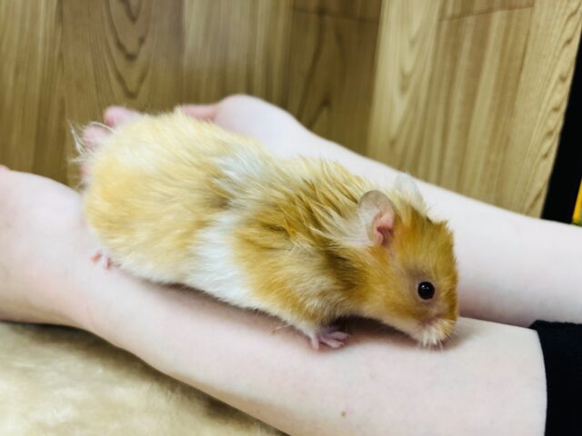 ゴールデンハムスター