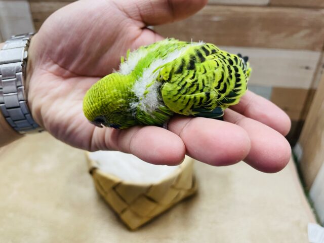 セキセイインコ