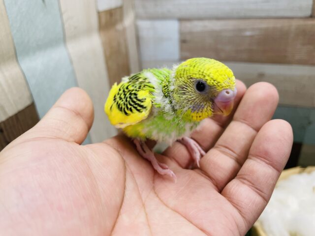 セキセイインコ