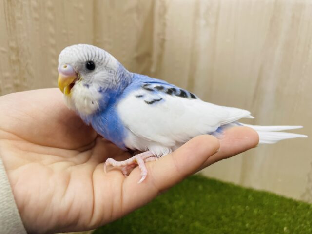 セキセイインコ