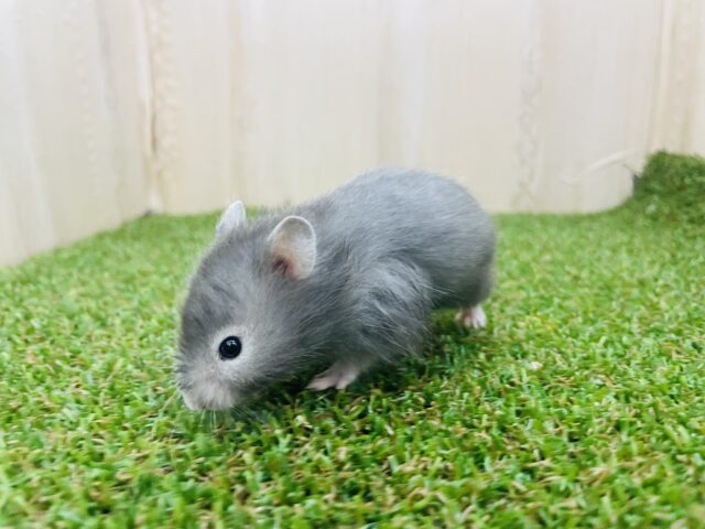 ゴールデンハムスター