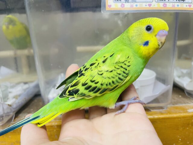 セキセイインコ