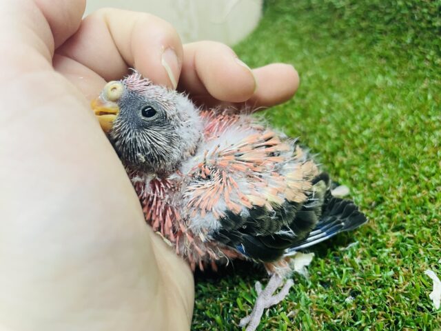 アキクサインコ（秋草インコ）