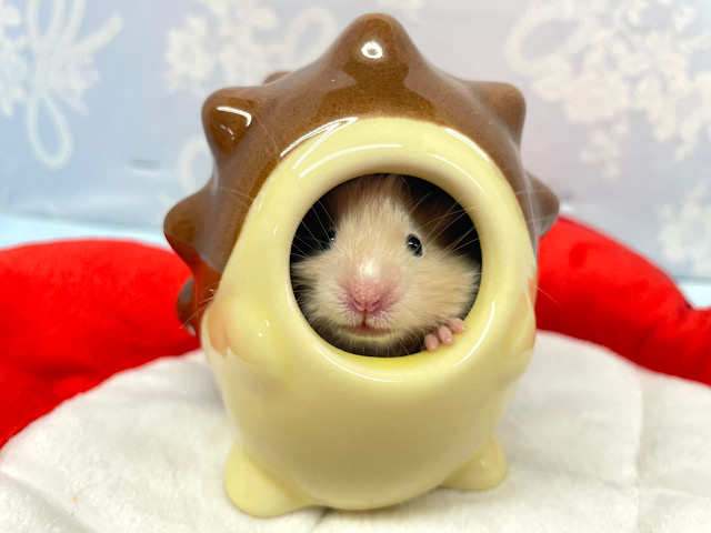 ん?ハリネズミ🦔?サテンハムスター男の子2023年1月生まれ ゴールデンハムスター