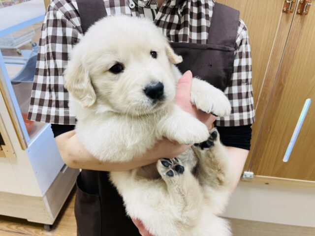 ゴールデンレトリバー