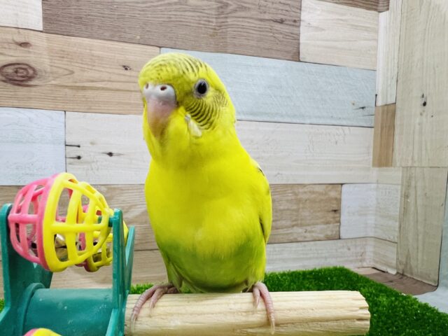 セキセイインコ