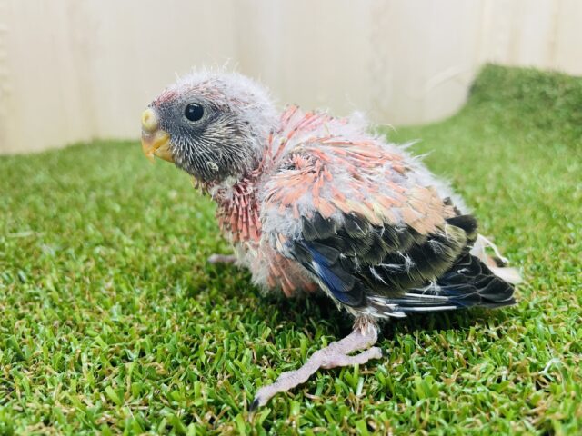 アキクサインコ（秋草インコ）