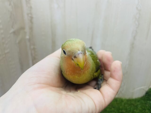 コザクラインコ（小桜インコ）