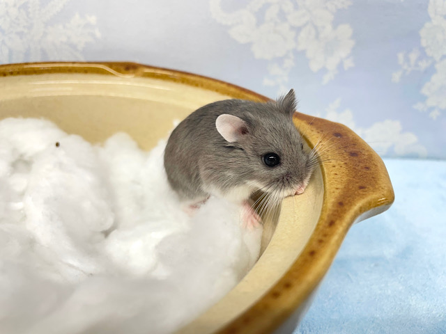 ロボロフスキーハムスター