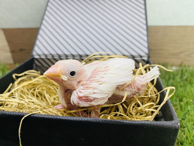 白文鳥