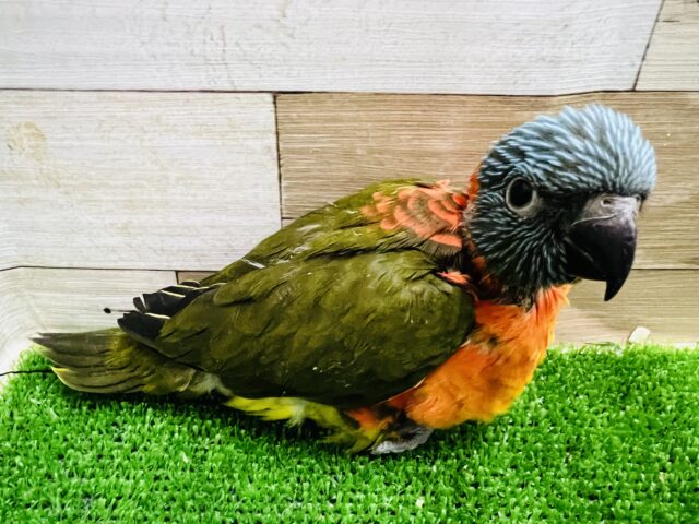 ゴシキセイガイインコ