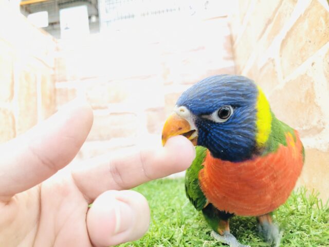 ゴシキセイガイインコ