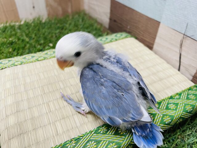 コザクラインコ（小桜インコ）