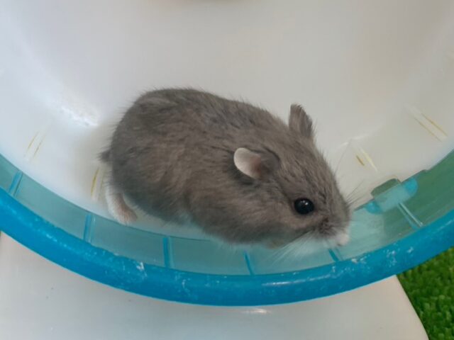 ロボロフスキーハムスター