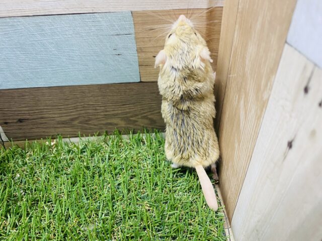 マカロニマウス（ファットテールジャービル、オブトアレチネズミ）