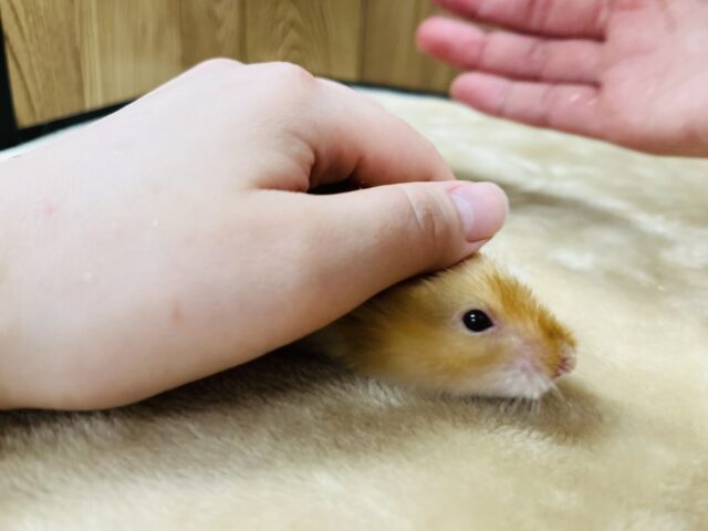 ゴールデンハムスター