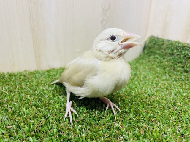 シナモン文鳥