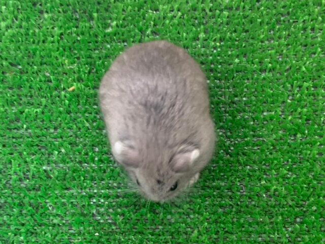 ロボロフスキーハムスター