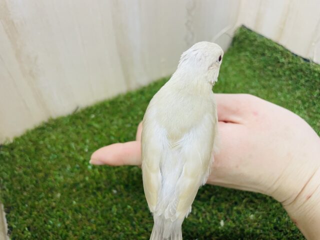 シナモン文鳥