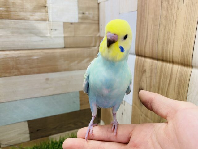 セキセイインコ