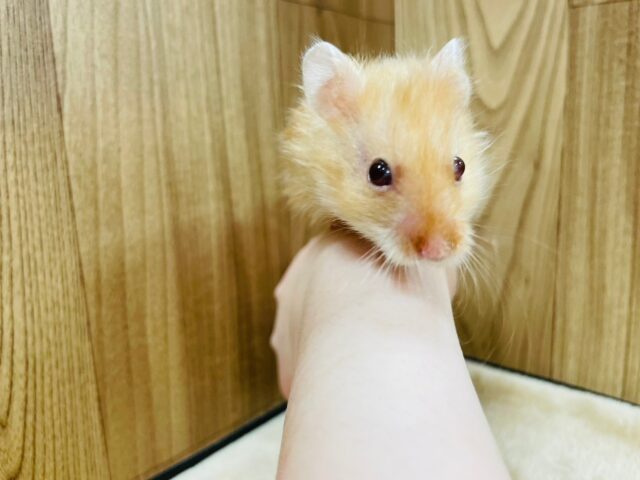 ゴールデンハムスター