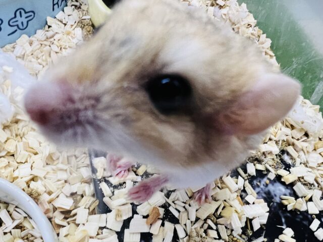 マカロニマウス（ファットテールジャービル、オブトアレチネズミ）