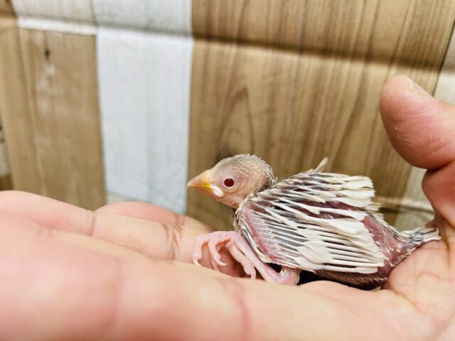 シルバーイノ文鳥