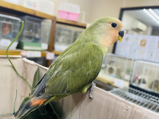 コザクラインコ（小桜インコ）