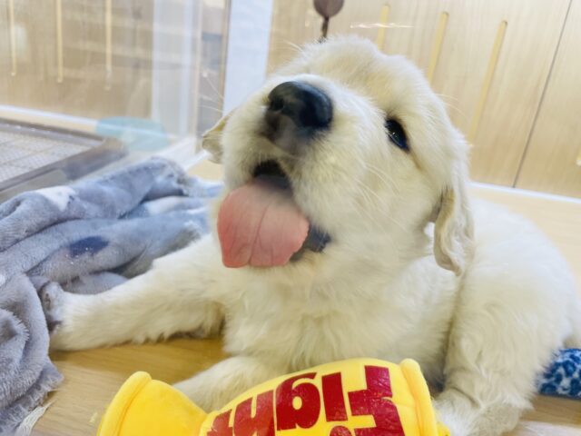 ゴールデンレトリバー