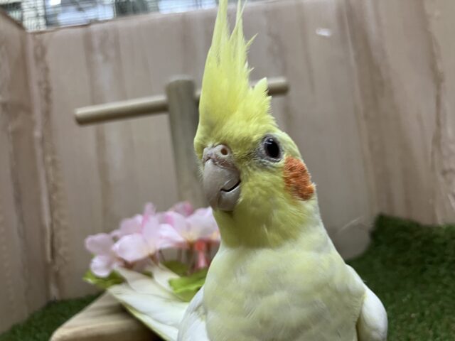 オカメインコ