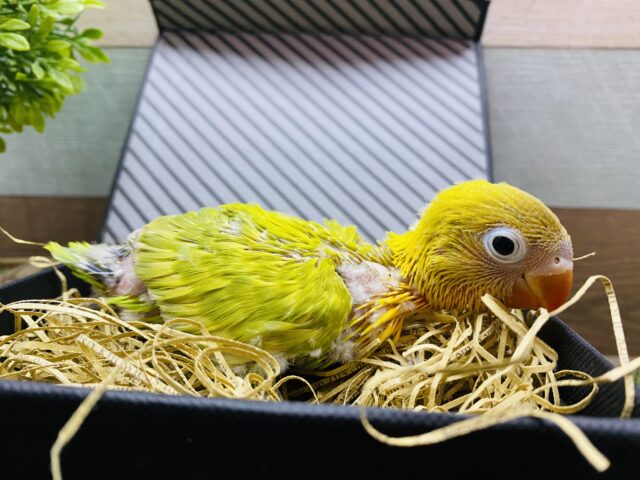 ヤマブキボタンインコ