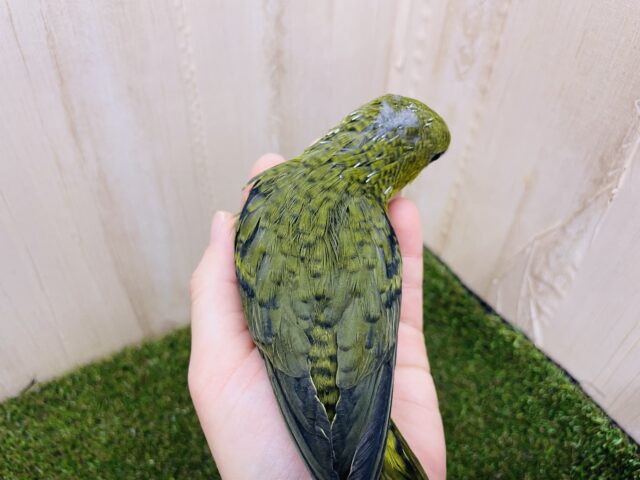 サザナミインコ