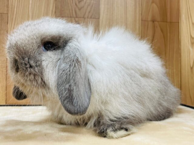 ロップイヤーラビット