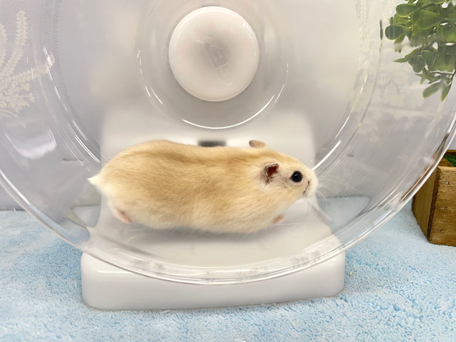 ジャンガリアン